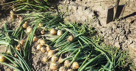 Využitie cibule v kuchyni