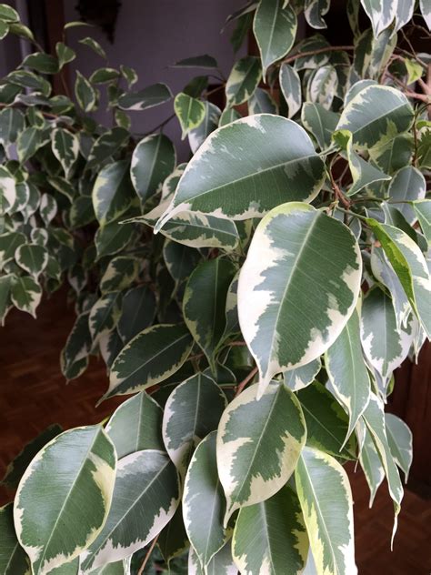 Fikus v novom prostredí