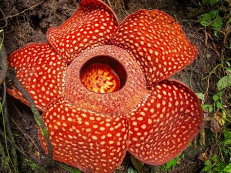 Rafflesia arnoldii