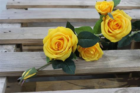 Žltá ruža s kvapkami rosy