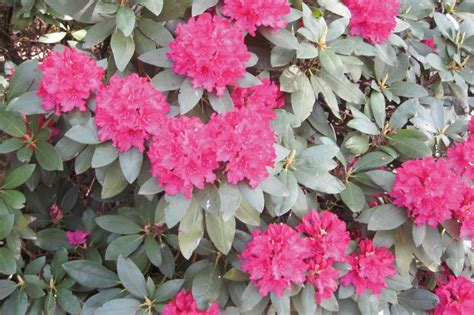 Porovnanie listov a kvetov rododendronu a azalky