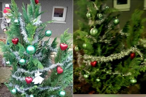 Inšpirácie pre vianočnú výzdobu s rastlinami