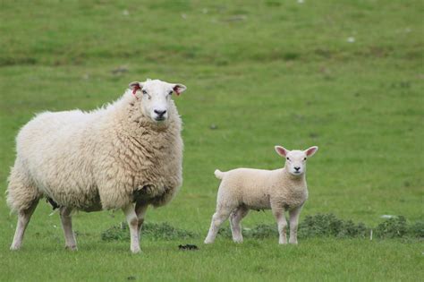 Veterinárna lekárnička pre hospodárske zvieratá