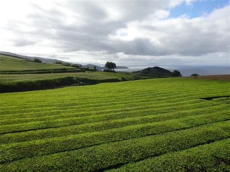 Čajové plantáže v Darjeelingu