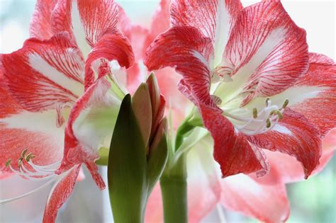 Amaryllis červená a biela
