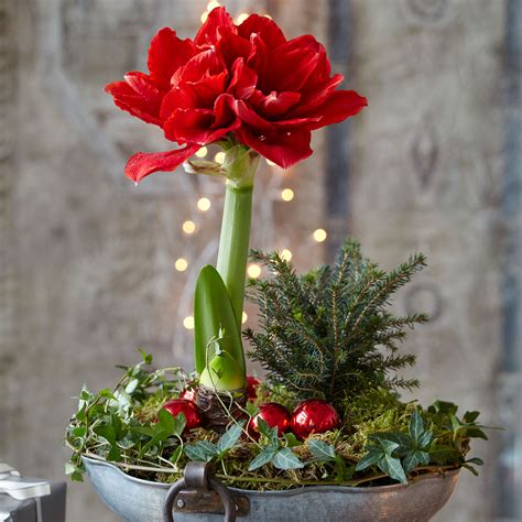Amaryllis ako darček
