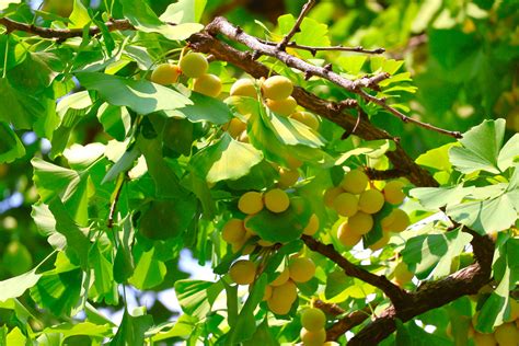 Ginkgo biloba v nádobe