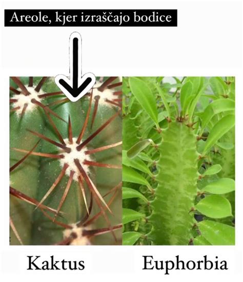 Schéma správneho zalievania kaktusov