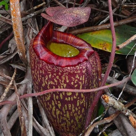 Rôzne druhy krčiažnikov Nepenthes