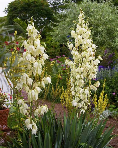 Kvitnúca Yucca filamentosa