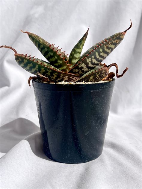 Aloe maculata v prirodzenom prostredí