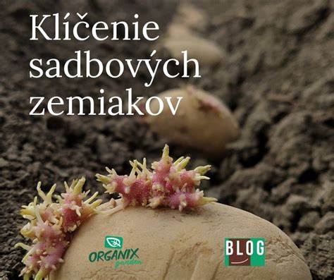 klíčenie zemiakov