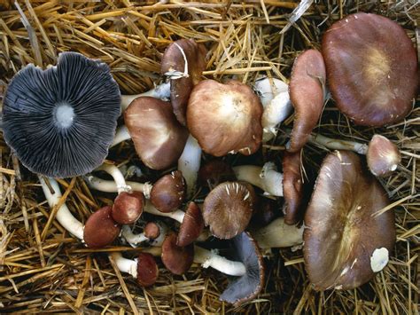 Štruktúra plodnice lesklokorky