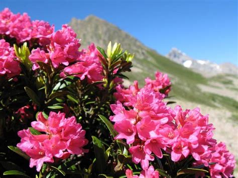 Ruža alpská (Rododendron ferrugineum)