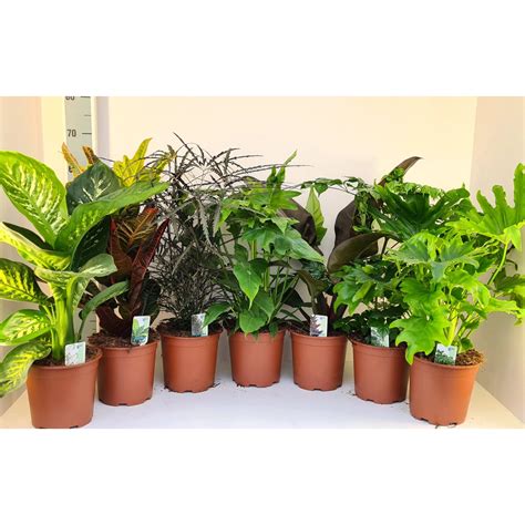 Rôzne druhy dekoračnej zelene používanej v kyticiach