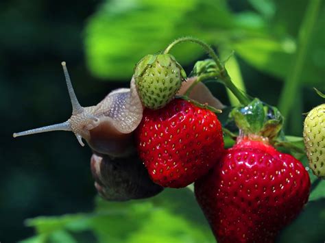 Slimáky na jahodách