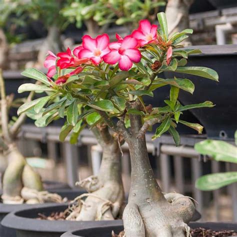 Kaudex Adenia obesum