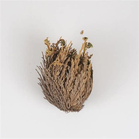 Rozvinutá Ruža z Jericha (Selaginella lepidophylla)