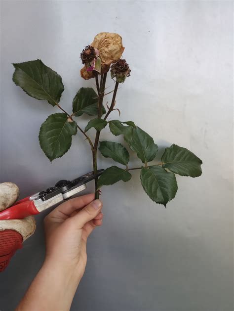 Ruža po odkvitnutí