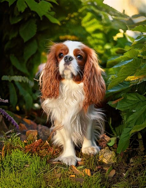 Portrét Cavalier King Charles Spaniel