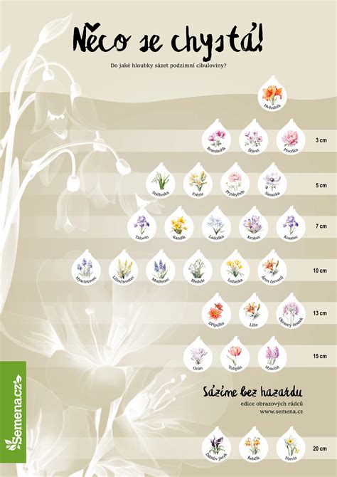 schéma hĺbky výsadby cibuľovín