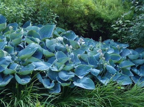 Modrolistá hosta v tieni