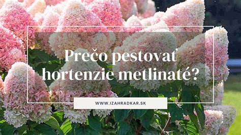 Pestovanie hortenzií v kvetináčoch a záhonoch