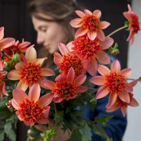 Rôzne druhy georgín