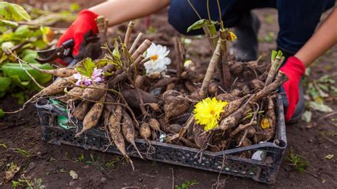 Uskladnené hľuzy georgín