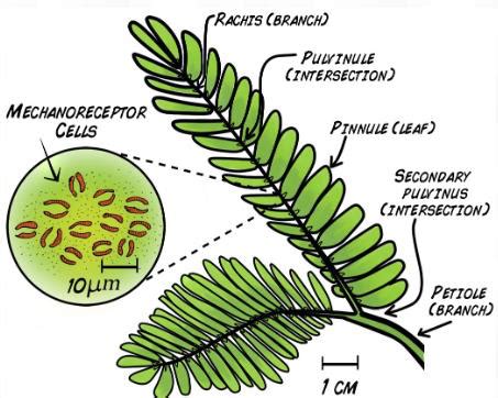 Schéma reakcie listov Mimosa pudica na dotyk