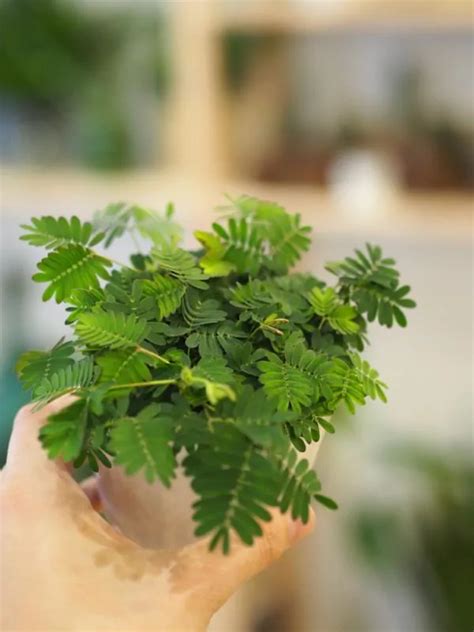 Izbová rastlina Mimosa pudica pri okne