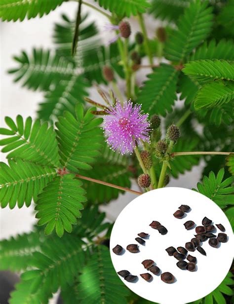 Balíček semien Mimosa pudica