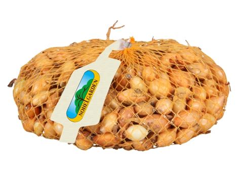 Cibuľa sadzačka
