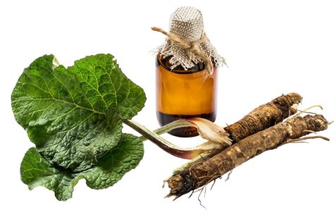 Ilustrácia zberu koreňa lopúcha