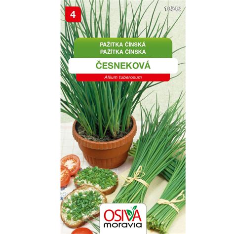 Cesnaková pažítka s bielymi kvetmi