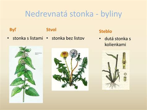 Schéma rastliny s označenými časťami: koreň, stonka, listy, kvet