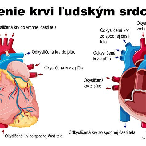 Schéma funkcií obličiek v ľudskom tele