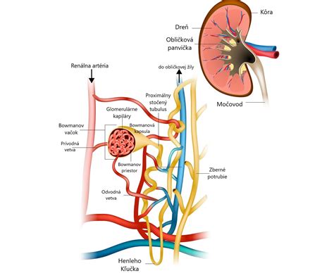 Anatomický nákres obličky a nefrónu