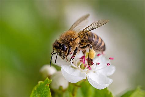 Včela na kvete púpavy