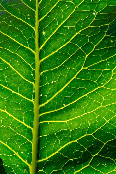 Štruktúra listu juky