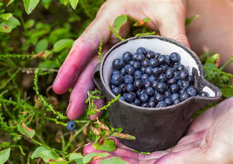 Čučoriedky pestované v kvetináči