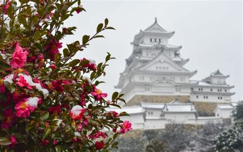 Kamélia japonská v prirodzenom prostredí s hradom Himedži v pozadí