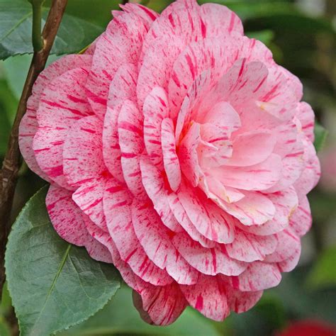 Detailný záber na kvety kultivaru Camellia japonica ´William Bartlett´