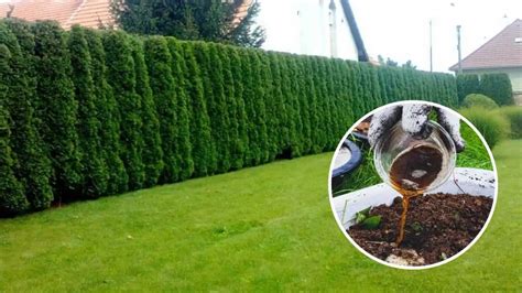 Schéma rastu tuje a jej potreby