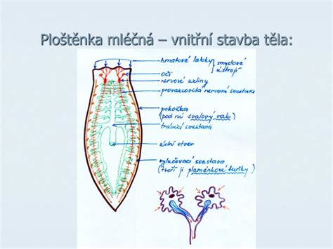 Schéma stavby tela slizniaka