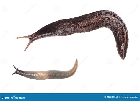 Porovnanie vzhľadu Limax maximus a Limax cinereoniger