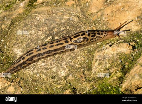 Mapa rozšírenia Limax maximus