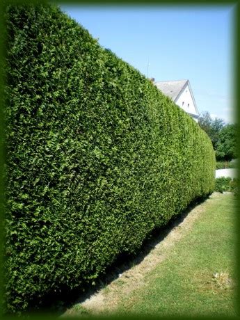 Živý plot z tují Smaragd