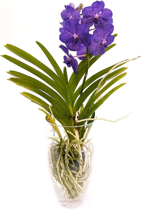 Orchidea Wanda