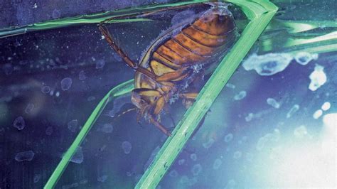 Larva potápnika loviaca žubrienku